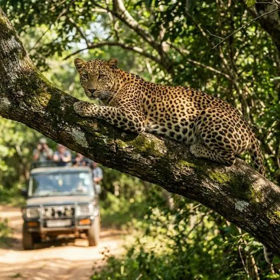 Yala near Villa Yuvin
